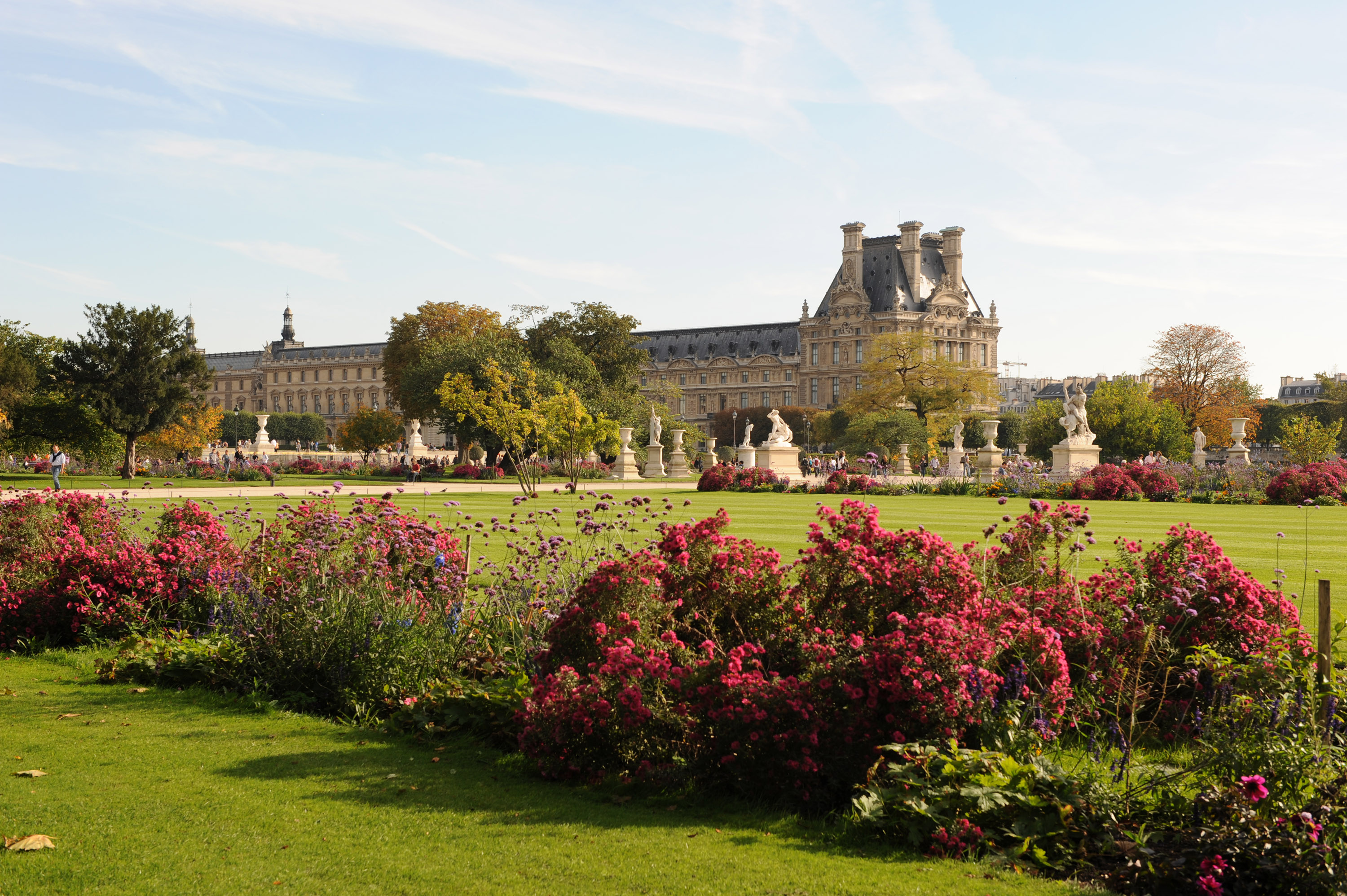 Жардин де Тюильри Jardin des Tuileries роза